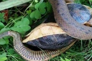 一條蛇纏住熟睡的烏龜想咬烏龜的頭，烏龜受到驚嚇但是它接下來的舉動讓人驚訝.... 