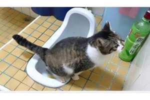 網友一直納悶家裡有人上廁所不衝，直到有天才抓到原來是自家10歲的貓 