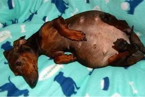 懷孕的臘腸狗因為癱瘓慘遭繁殖場拋棄，為了7個孩子牠拖著巨大身軀艱難爬行覓食，最後的結局太感人了！ 