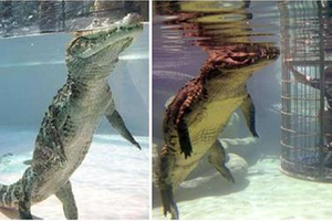 兇猛鱷魚在水底居然是用兩隻腿走路，可愛模樣萌翻眾人，原來牠會這樣「裝可愛」，是為了生命著想... 