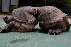 一漁民發現一隻很痛苦的海龜，沒想到救上來後.... 