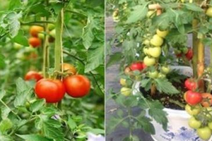 盆栽番茄用了一種東西施肥，結的果子吃都吃不完，自己種安全綠色，喜歡栽培的朋友可以試試哦！！ 