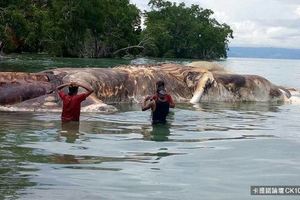 印尼海岸驚現15公尺「巨型海怪」屍體…超詭異外貌把所有人都嚇傻：好像外星人(影) 