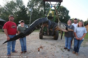 他們花10小時才捕到「史上最大兇猛鱷魚」，沒想到剖開肚子發現超嚇人的「東西」。。。 