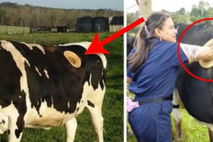 農夫在乳牛身上「開洞還伸手進去」被痛罵殘忍！但當他們說出「背後原因」卻被網友讚到爆了！ 