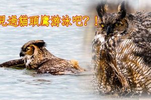 貓頭鷹避開獵鷹掉進了湖裡，影片被萬人瘋傳，牠游泳的姿勢生物學家都沒見過！