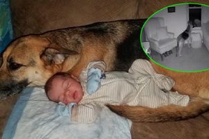 自從小寶寶從醫院回家後，主人發現自家狗狗每天半夜不睡覺，跑去做這件事情…