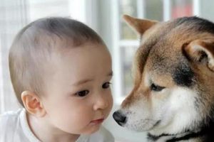 可千萬別讓小狗「舔你寶寶的臉」 ，專家指出嚴重危險風險！