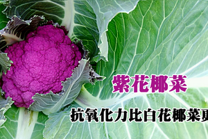 「紫花椰菜」抗氧化力比白花椰菜更強！最佳烹飪時間：清燙○○秒就好