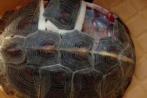 科學家解剖烏龜，手術刀切開「它的內部」構造讓科學家都震撼了啊！