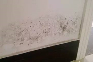 連綿陰雨天氣讓家裡「墻壁都發黴」了！教你簡單幾招消滅黴菌，還你健康舒適的居家環境！！ 