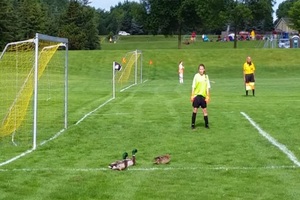 【嗶！嗶！嗶！犯規！】鴨子一家人闖入足球賽　被裁判舉紅牌趕出場！