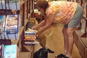 壞脾氣老貓９歲才被領養　１４歲的牠已成書店人氣店員！