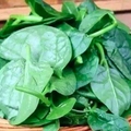 木耳菜才是真正的補鈣聖品，全身都是寶！鈣質是菠菜的3倍不說，「木耳菜」5大效益，輕鬆戰勝高血壓、膽固醇！