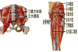屁股兩側這樣按，有效減緩「坐骨神經痛」！3分鐘「穴道按摩法」，打通下半身經絡自己來
