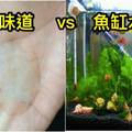 鄉民史上最逆天實驗！他用「嘉明的味道」養魚缸里的水草，實測心得結局「相當震撼」！