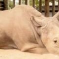 「世上最後一隻雄性北白犀牛」照片在網上瘋傳，孤獨憂鬱的眼神害網友落淚「人類是最無情的動物」！