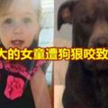 1歲大的女童遭狗狠咬致死！