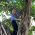 【有圖】韓國瑜視察登革熱　狂！爬3樓高大樹看樹洞積水