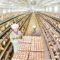 衝破天際！十大台灣雞蛋產業缺口真相，其中一個你都不知道！