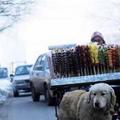 為了幫助自己殘疾主人維持生計，零下十度狗狗幫助主人賣冰糖葫蘆