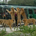 北京野生動物園「女子下車慘遭老虎活生生咬死」畫面曝光，短短幾十秒卻讓大家都看傻了眼！