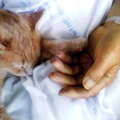 貓咪預測死亡第六感，病床上握住退伍老兵的手，安撫老兵心靈