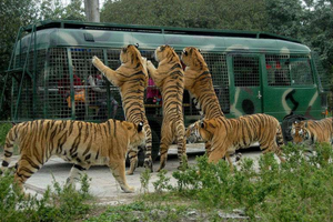 北京野生動物園「女子下車慘遭老虎活生生咬死」畫面曝光，短短幾十秒卻讓大家都看傻了眼！