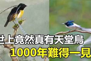 太太太美了！世上竟然真有天堂鳥，1000年難得一見！一定要把這份福氣發給你的朋友們！ 