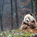 這隻「全球唯一的棕色大熊貓』因特殊髮色被媽媽拋棄遭霸凌長大，現在在保育員的照顧下牠幸福的模樣萌炸了！