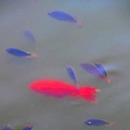 河邊玩水時如果發現「這個紅魚」，千萬不要靠近，馬上遠離水邊，否則...。【一次水鬼拉替身的慘痛經歷，讓我從此改變世界觀】