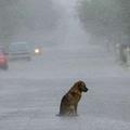 流浪狗坐在路上無處躲雨，好心人脫下衣服為其擋雨！ 