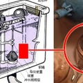 這招學起來！將這一物放進「馬桶水箱」後，你永遠不用再刷馬桶了！！