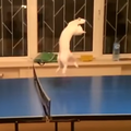 比逗貓棒還好玩？貓咪打乒乓球，球網表示：負荷不了！