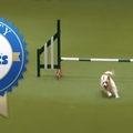 一開始就跌倒，這隻狗狗用「超有運動家精神」的態度，興奮地跟馬麻完成剩下的比賽！
