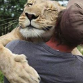 感人！保育員哭著將小獅子野放，沒想到多年後回訪，獅子仍記得救命之恩！ 