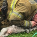 我的狗還在裡面！」消防員衝火海搶救失去意識的汪汪，不放棄持續CPR20分鐘...終於成功救回牠的命！ 