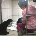 護士正在安撫被送進獸醫診所裡緊張的狗狗，但接下來旁邊這隻黑貓卻做出「這樣的舉動」… 