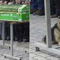 狗狗低頭坐在主人的棺材下哀悼看著主人下葬，每天走到主人墳前陪伴自己的老朋友 