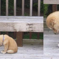 「真的很對不起Q_Q」這7張狗狗「超抱歉」的照片....每一張都讓人罵不下口而且融化！ 
