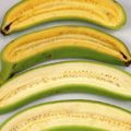 澳洲培養含4倍維他命A「超級香蕉」，每年或救75萬人！