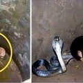 兩隻小狗不小心掉進『有眼鏡蛇的井』裡了！可是之後發生了讓人感到驚奇的事