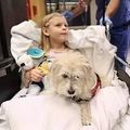 忠犬3年救主人2命，主人做手術時提的了一個要求感動所有人！ 