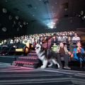 10歲老雪橇犬愛看電視，卻因為生病即將失明⋯霸氣主人包場電影院，超大螢幕讓愛犬看個夠！