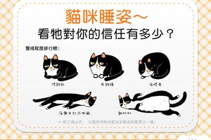 【信任大考驗！】從貓咪睡姿～看牠對你的信任有多少？ 