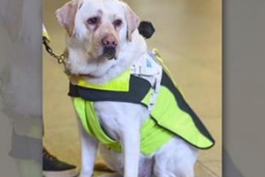 導盲犬經常被路人「用雨傘惡意打傷」，主人在導盲犬身上安裝攝影機後，才知道人類有多冷血！