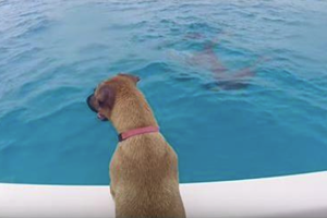 被收養的流浪狗第一次見到海豚，然後就變成海豚了...「好啦人類謝謝你們的照顧，掰掰～」( ͡° ͜ʖ ͡°) 