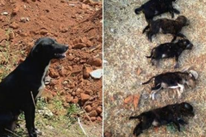 印度女子為了給狗媽媽教訓，當她的面「狠狠摔死8隻狗寶寶」。 