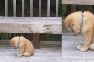 「真的很對不起Q_Q」這7張狗狗「超抱歉」的照片....每一張都讓人罵不下口而且融化！ 