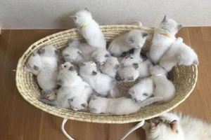 母貓一胎生下16子，主人滿心歡喜，母貓卻生無可戀！ 